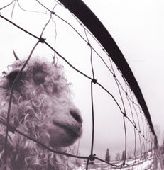 Pearl Jam - Vs - Vinyl LP Record