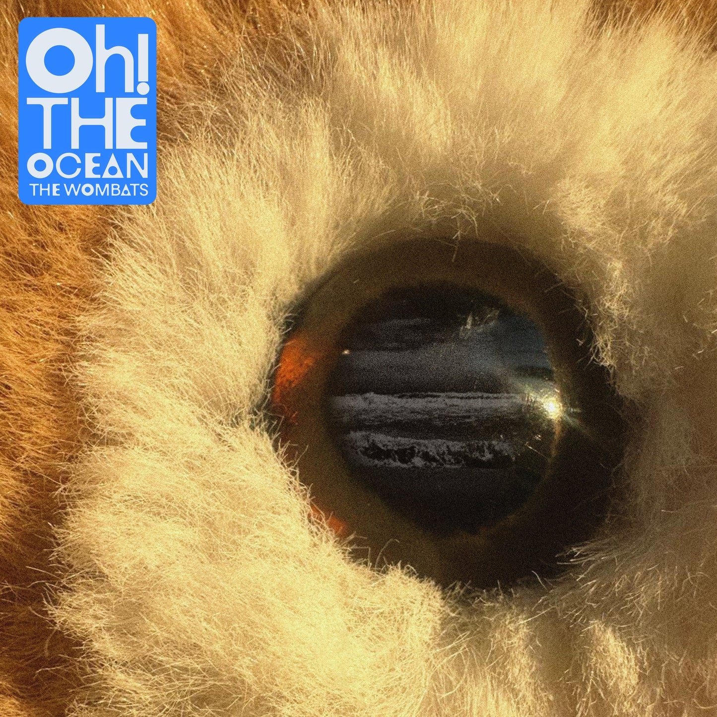 Wombats, The - Oh! The Ocean - Transparent Blue - Vinyl LP Record